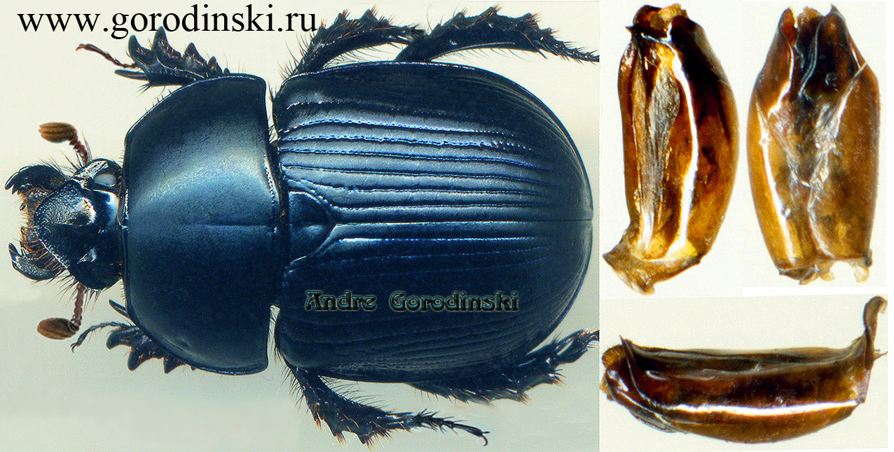 http://www.gorodinski.ru/geotrupes/Phelotrupes schoolmeestersi gaoligongicus.jpg